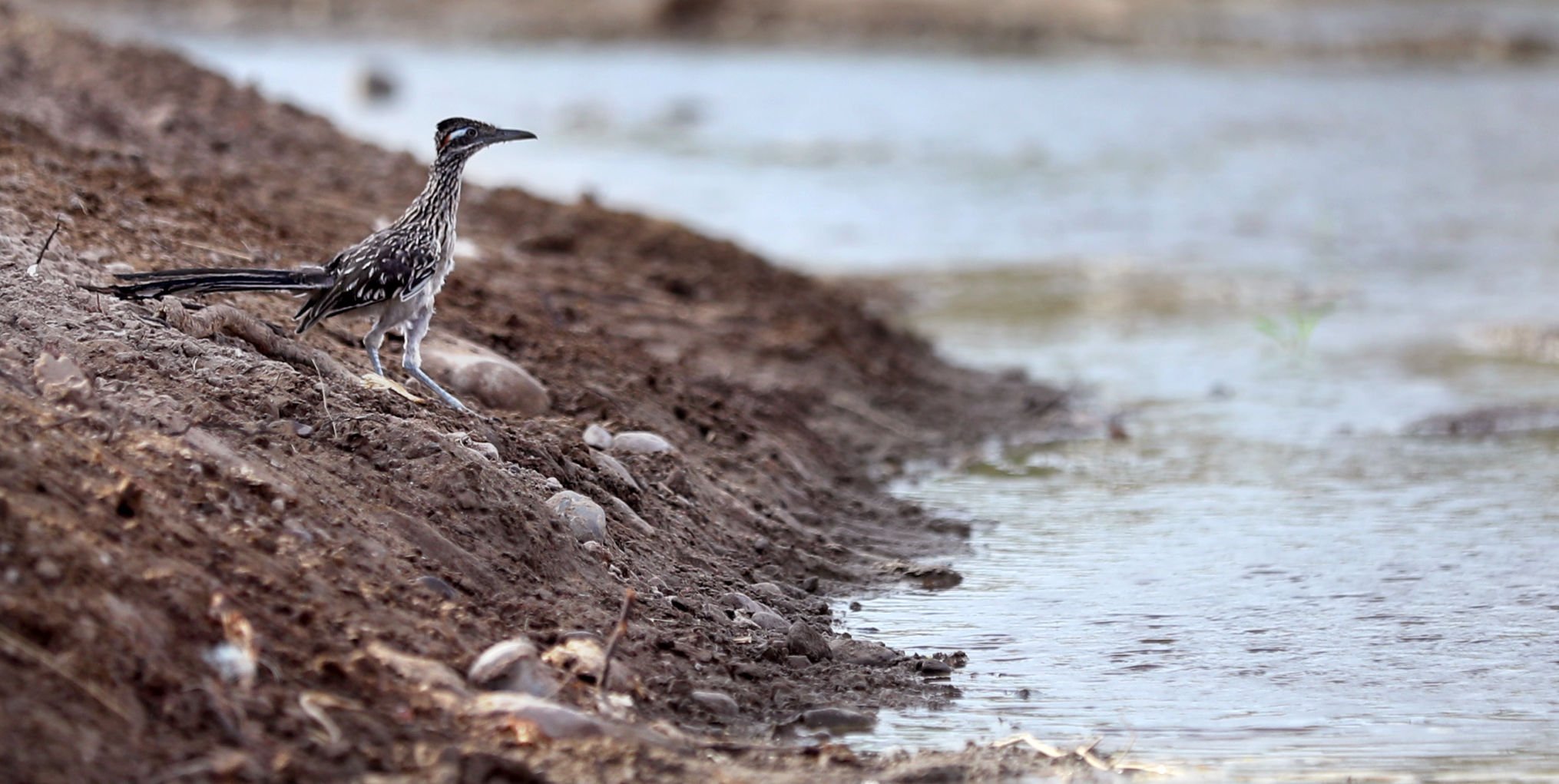 Santa Cruz River Project